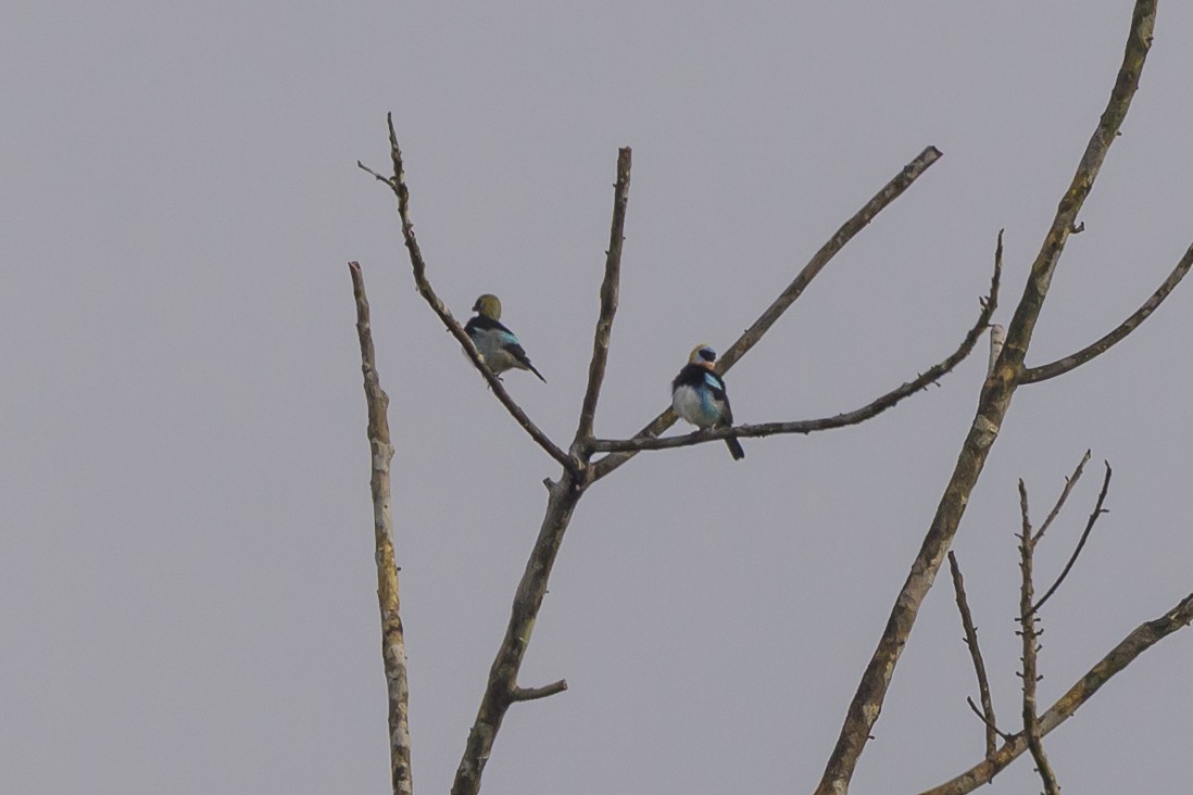 Golden-hooded Tanager - ML638269957