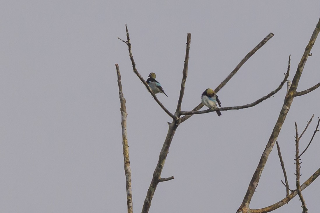Golden-hooded Tanager - ML638269958