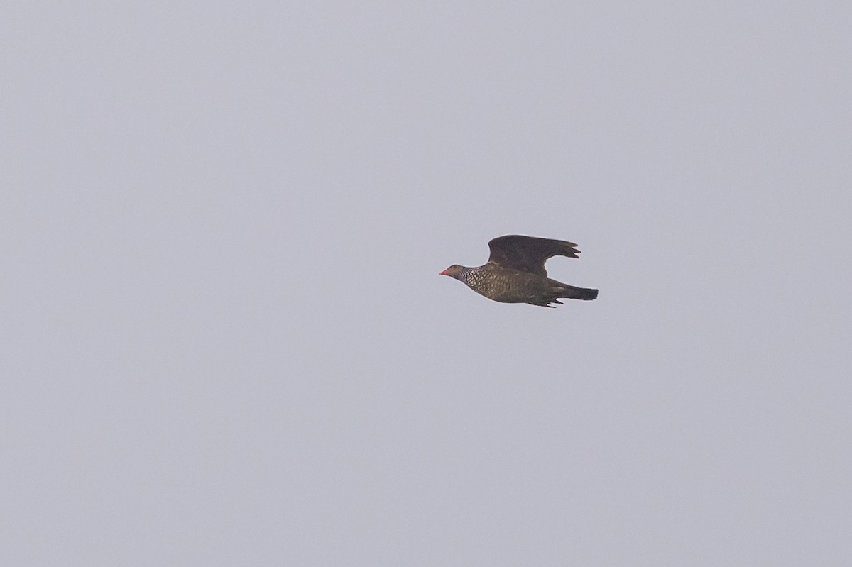 Scaled Pigeon - ML638269971