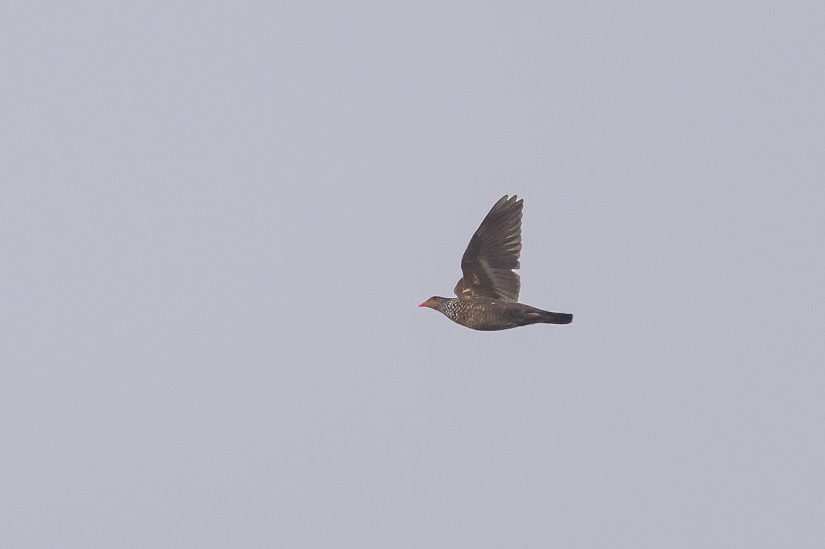 Scaled Pigeon - ML638269972