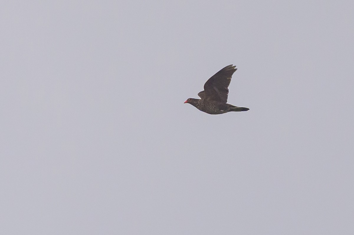 Scaled Pigeon - ML638269973