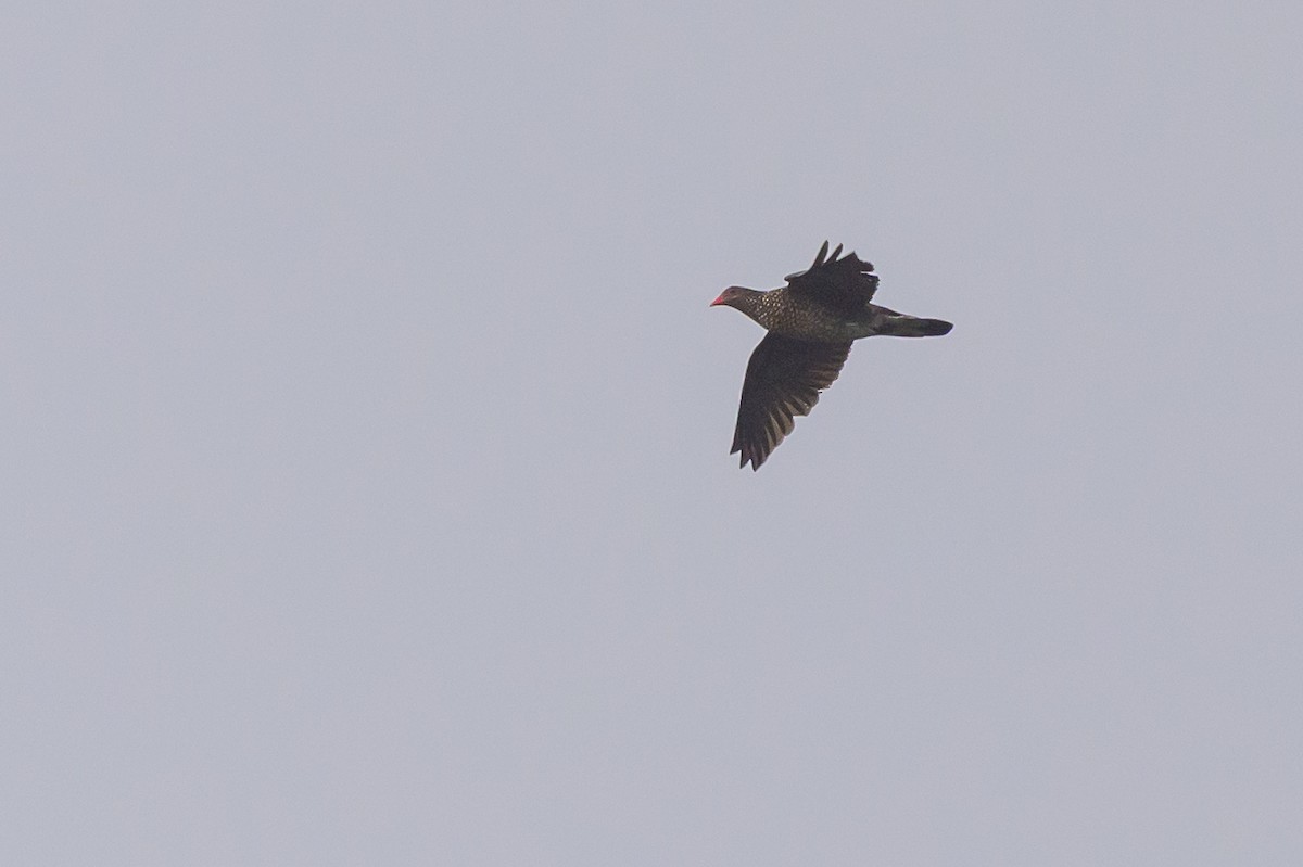 Scaled Pigeon - ML638269974