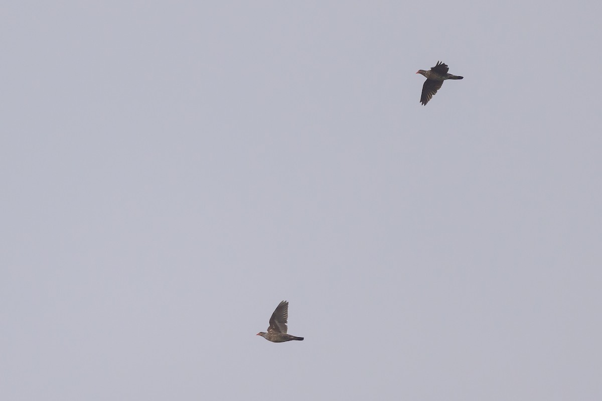 Scaled Pigeon - ML638269975