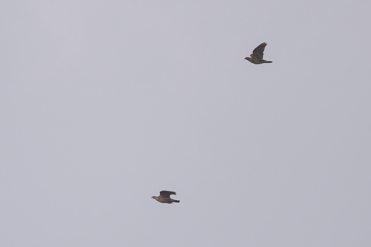 Scaled Pigeon - ML638269976