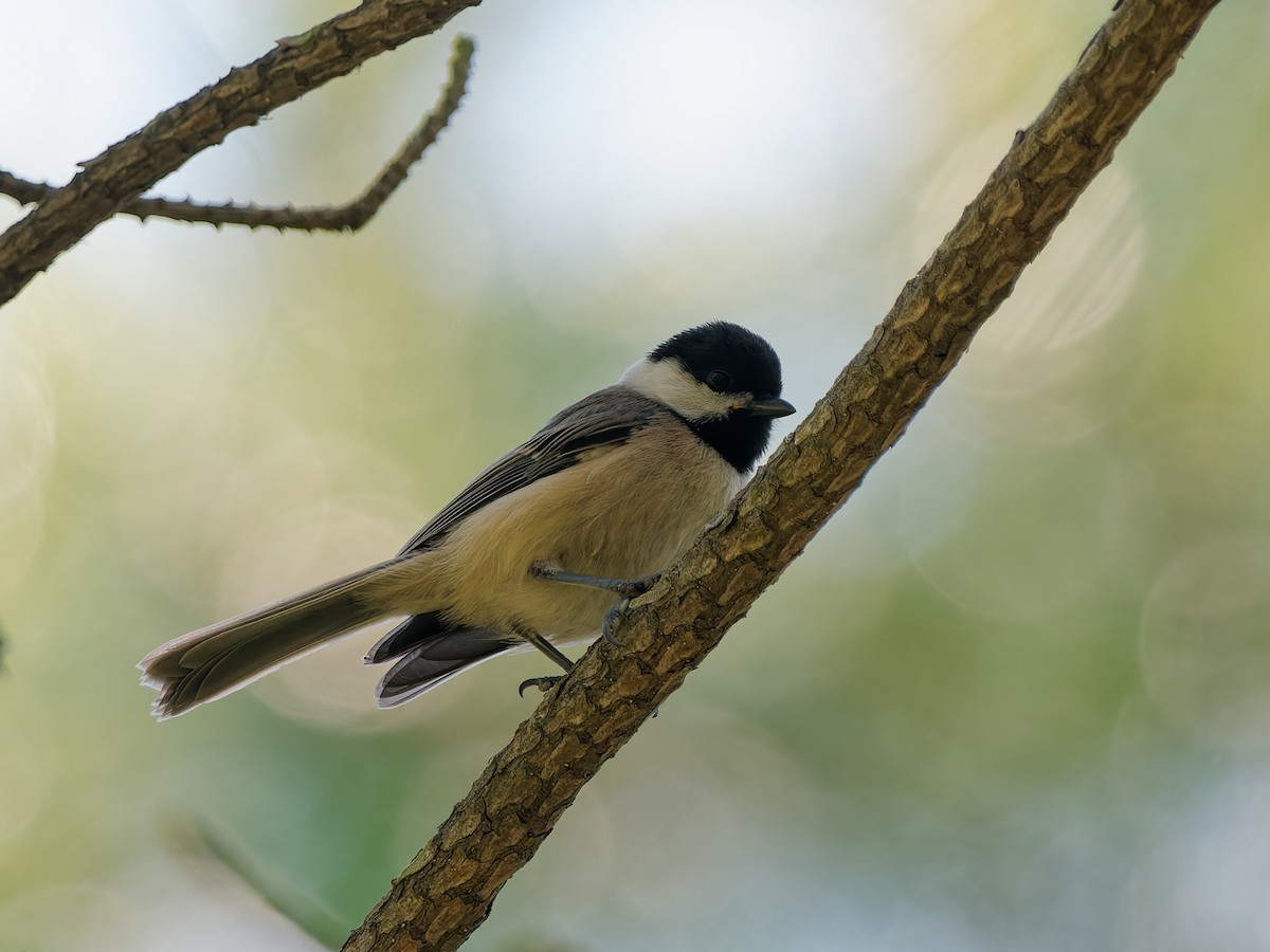 Carolina Chickadee - ML638269981