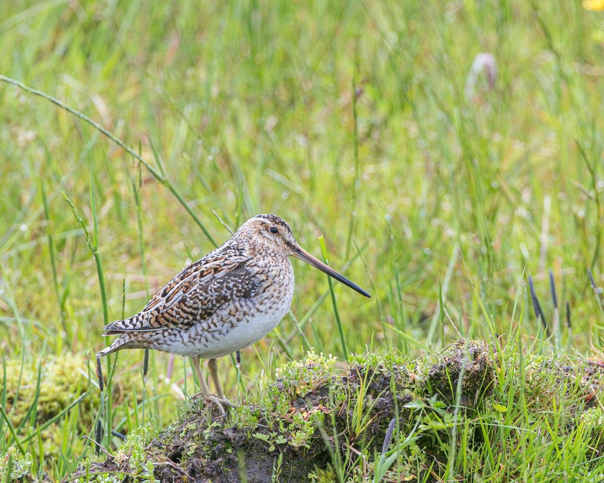 Common Snipe - ML638269992