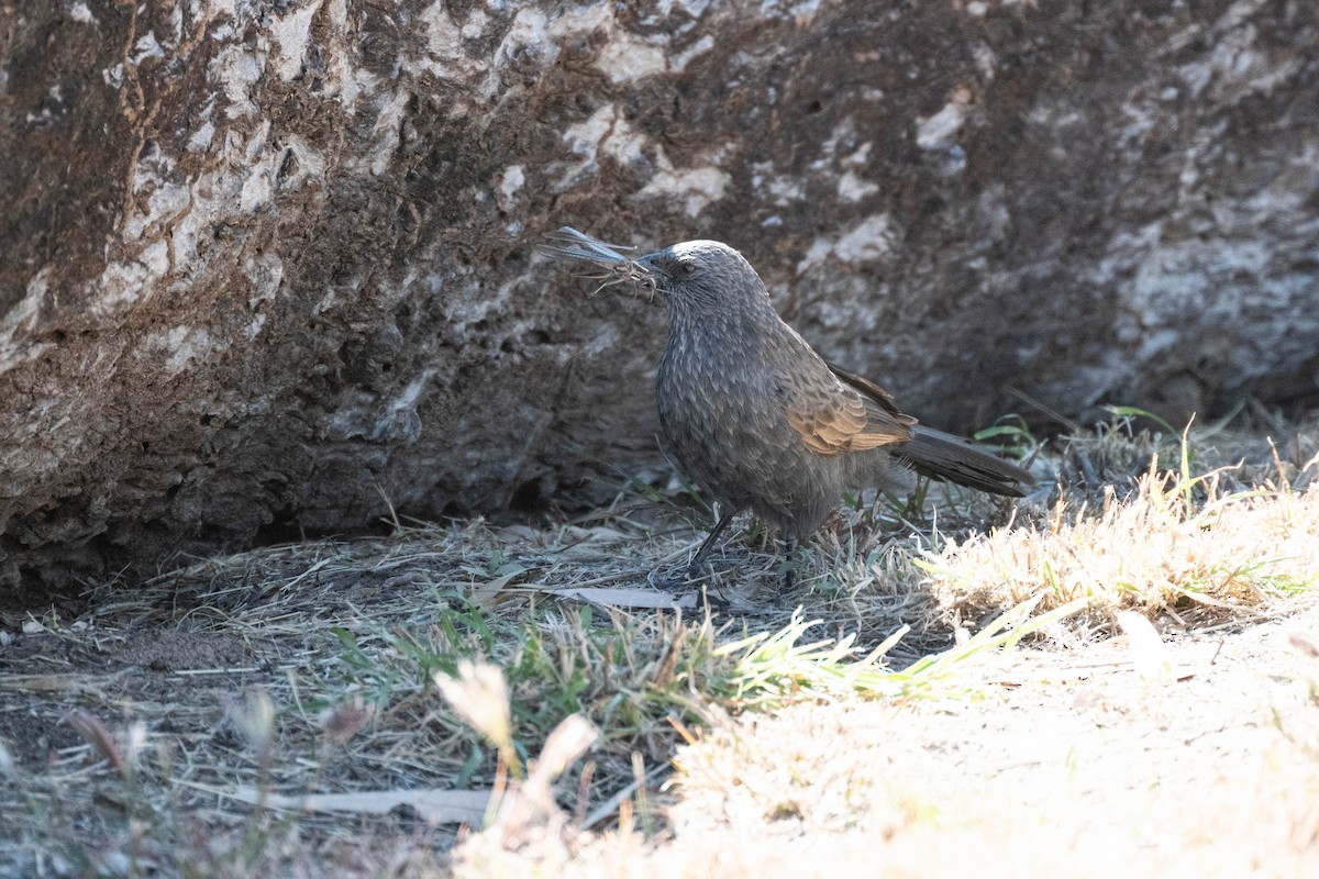 Apostlebird - ML638269996