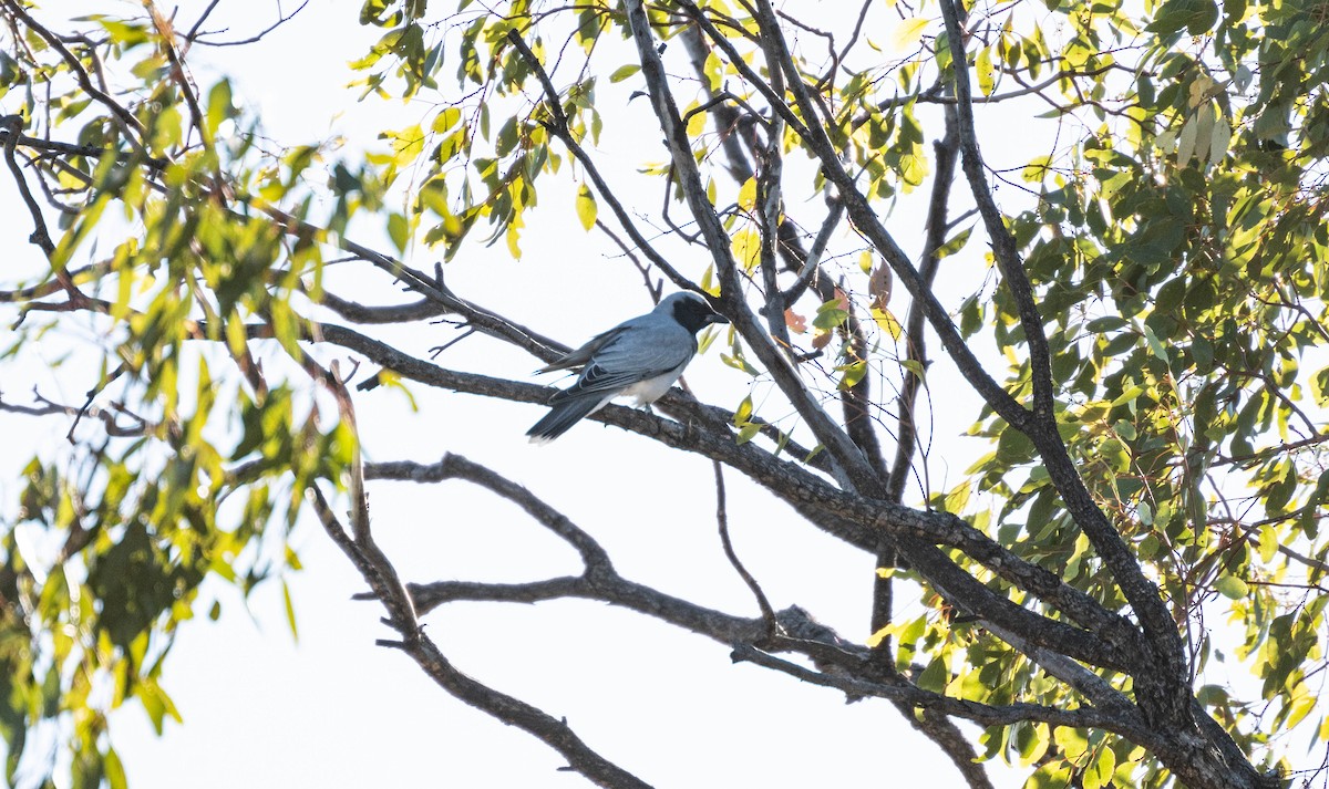 Black-faced Cuckooshrike - ML638269999