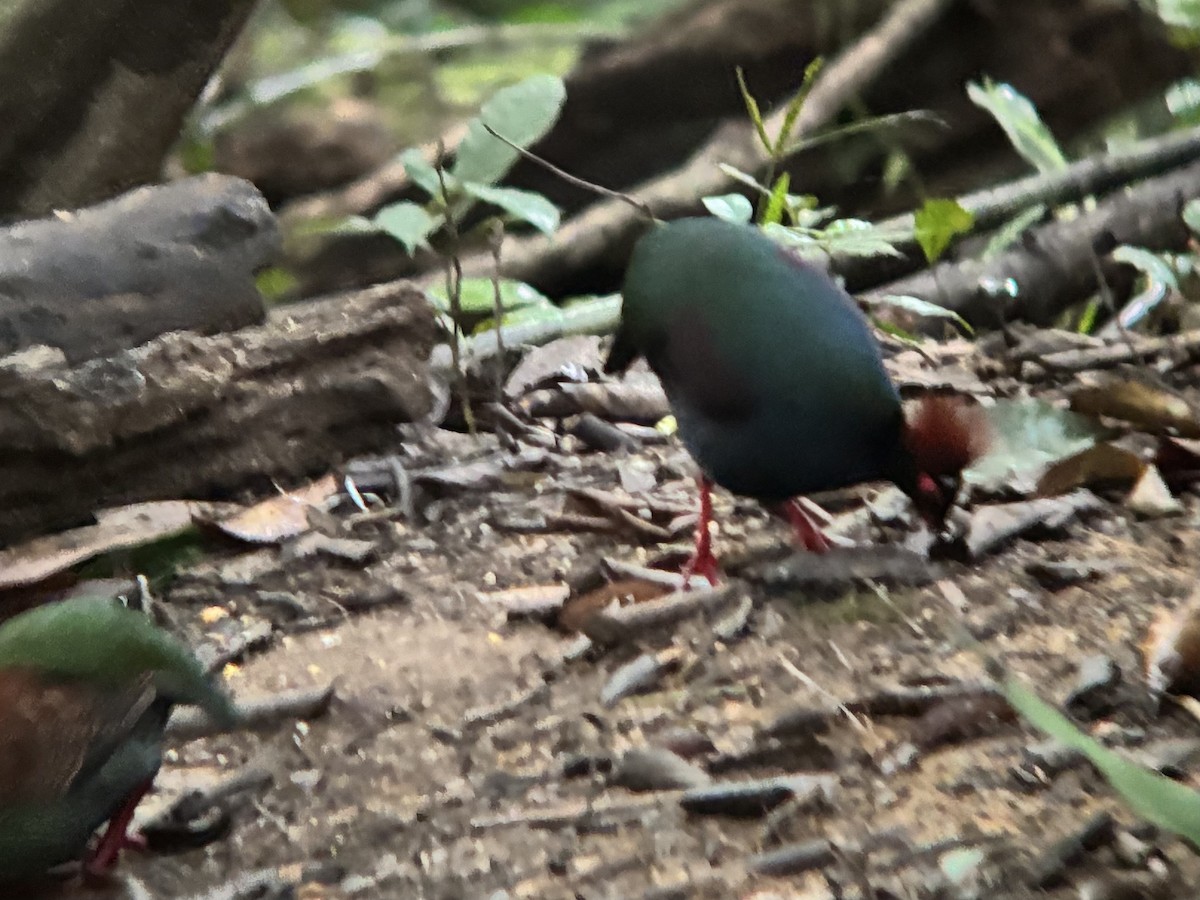 Crested Partridge - ML638270000