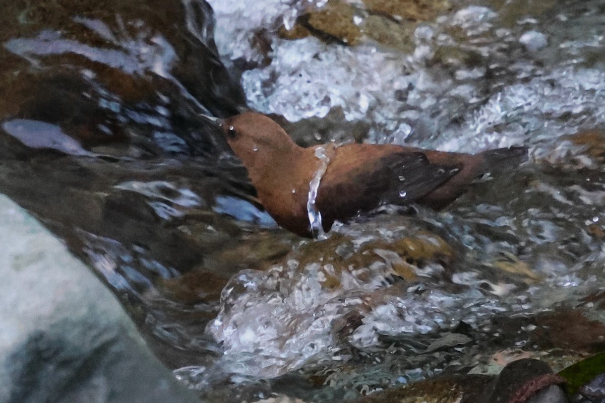 Brown Dipper - ML638270006