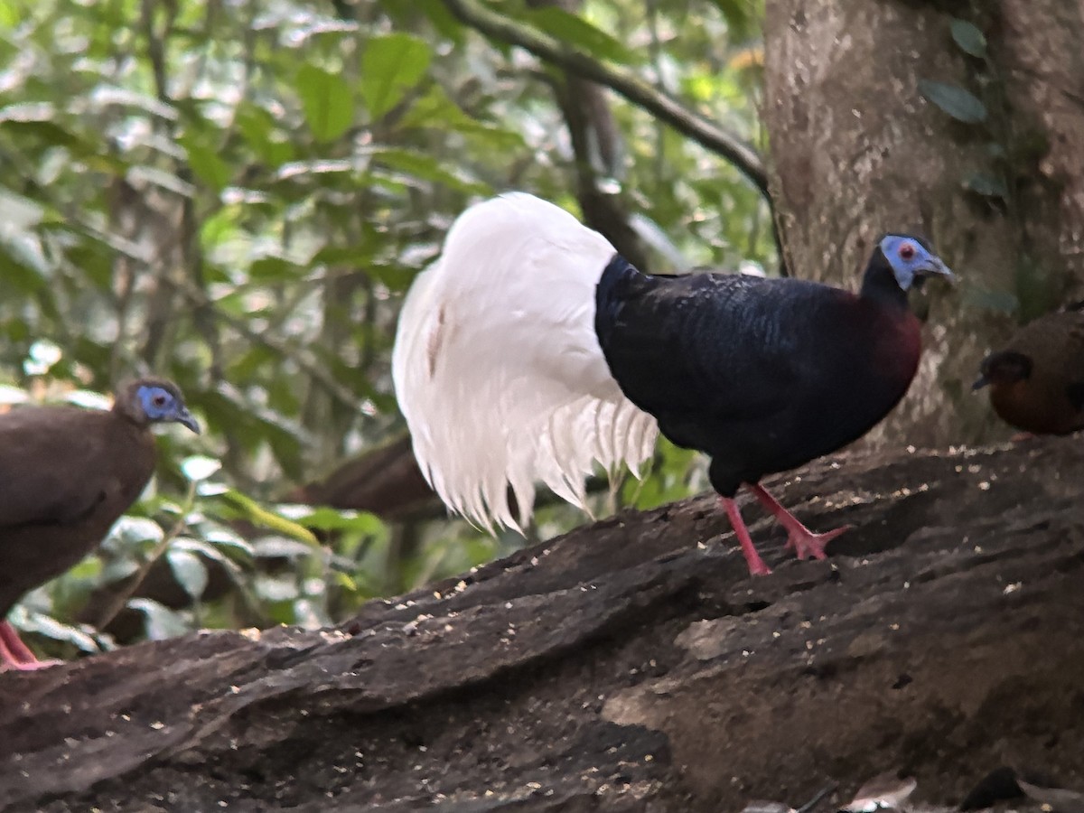 Bulwer's Pheasant - ML638270016