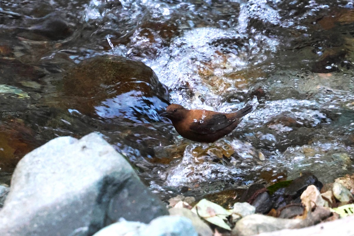 Brown Dipper - ML638270023