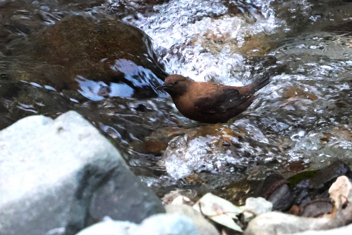 Brown Dipper - ML638270033