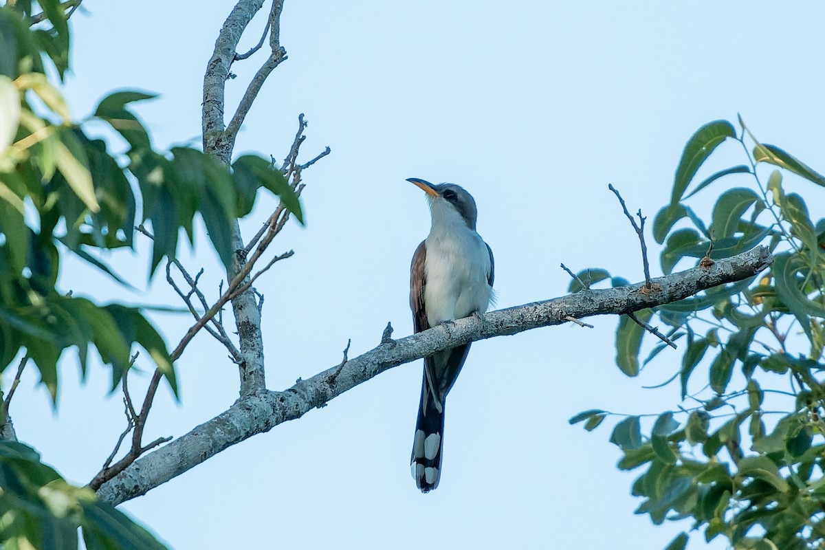 Yellow-billed Cuckoo - ML638270039