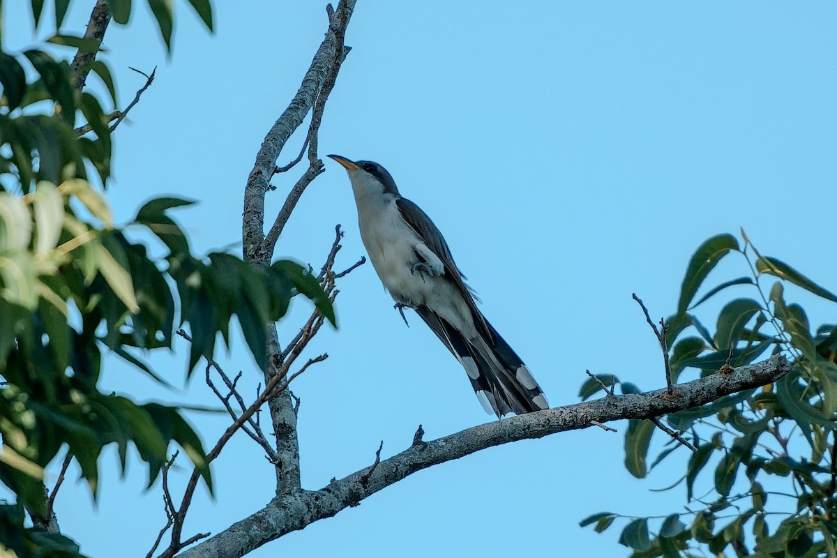 Yellow-billed Cuckoo - ML638270040