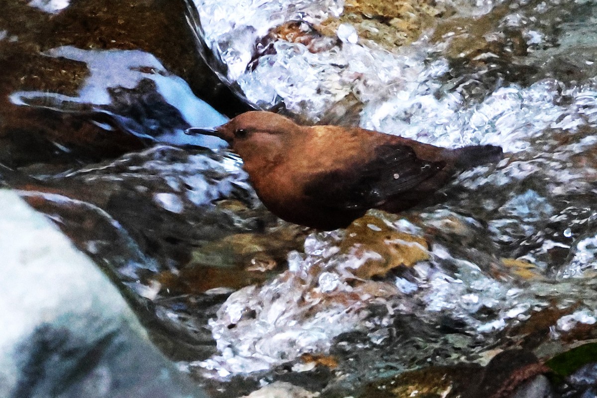 Brown Dipper - ML638270043