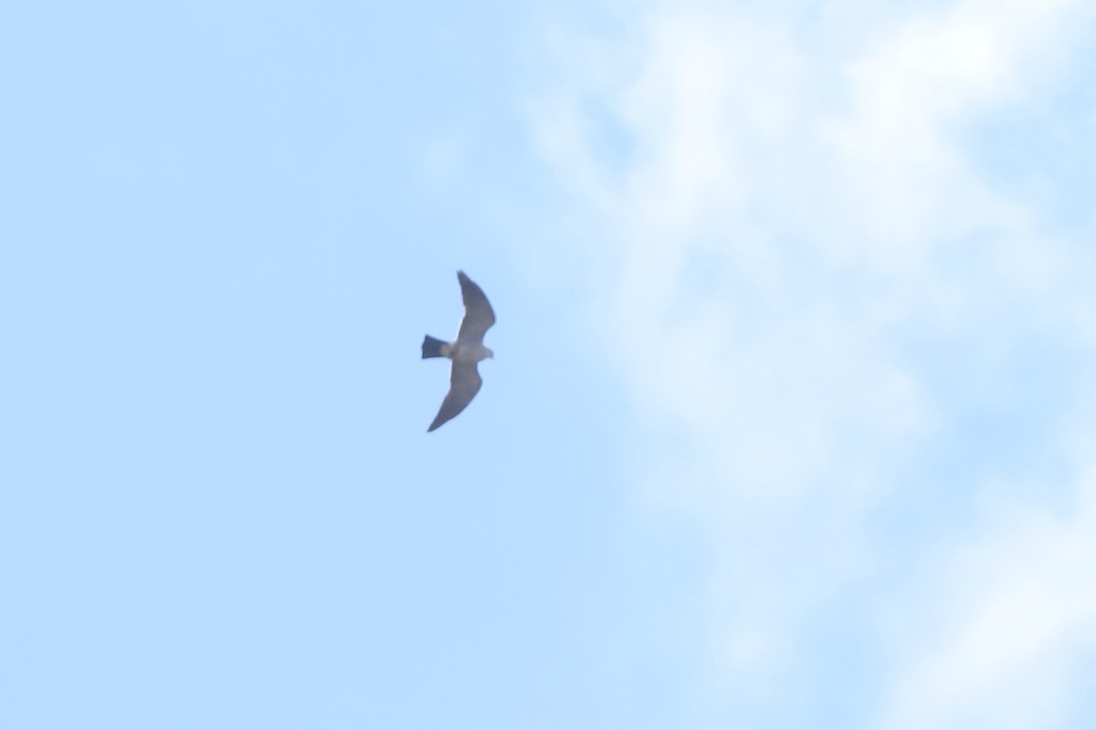 Mississippi Kite - ML638270044