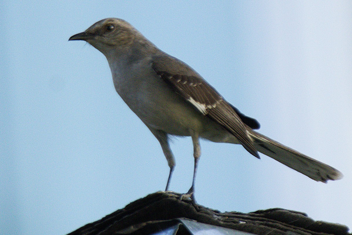 Northern Mockingbird - ML638270061