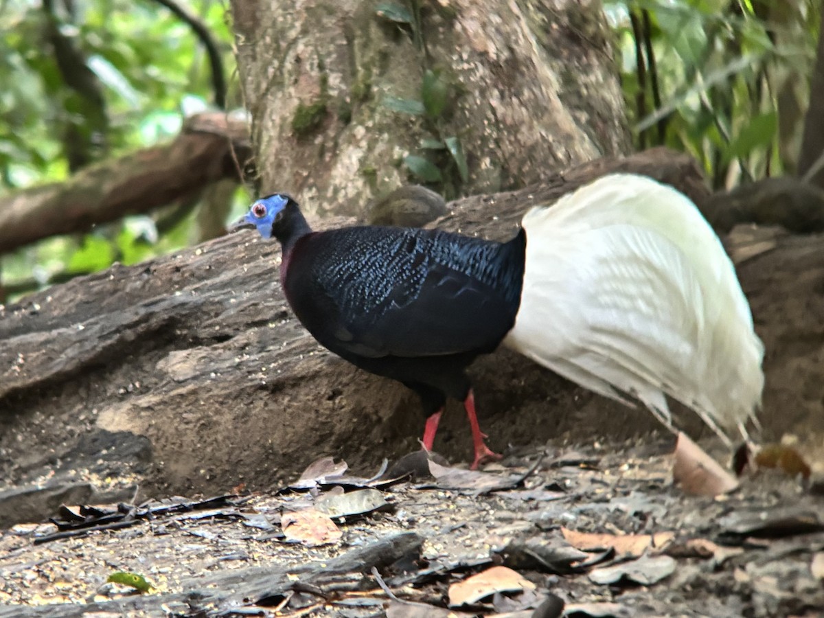 Bulwer's Pheasant - ML638270068