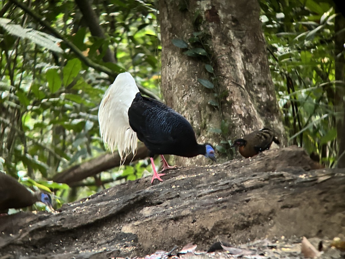Bulwer's Pheasant - ML638270069