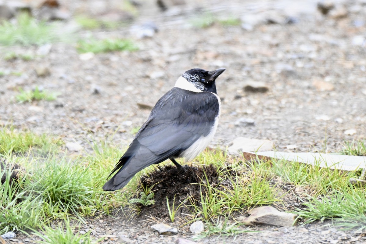 Daurian Jackdaw - ML638270089