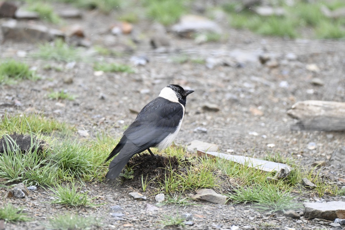 Daurian Jackdaw - ML638270091