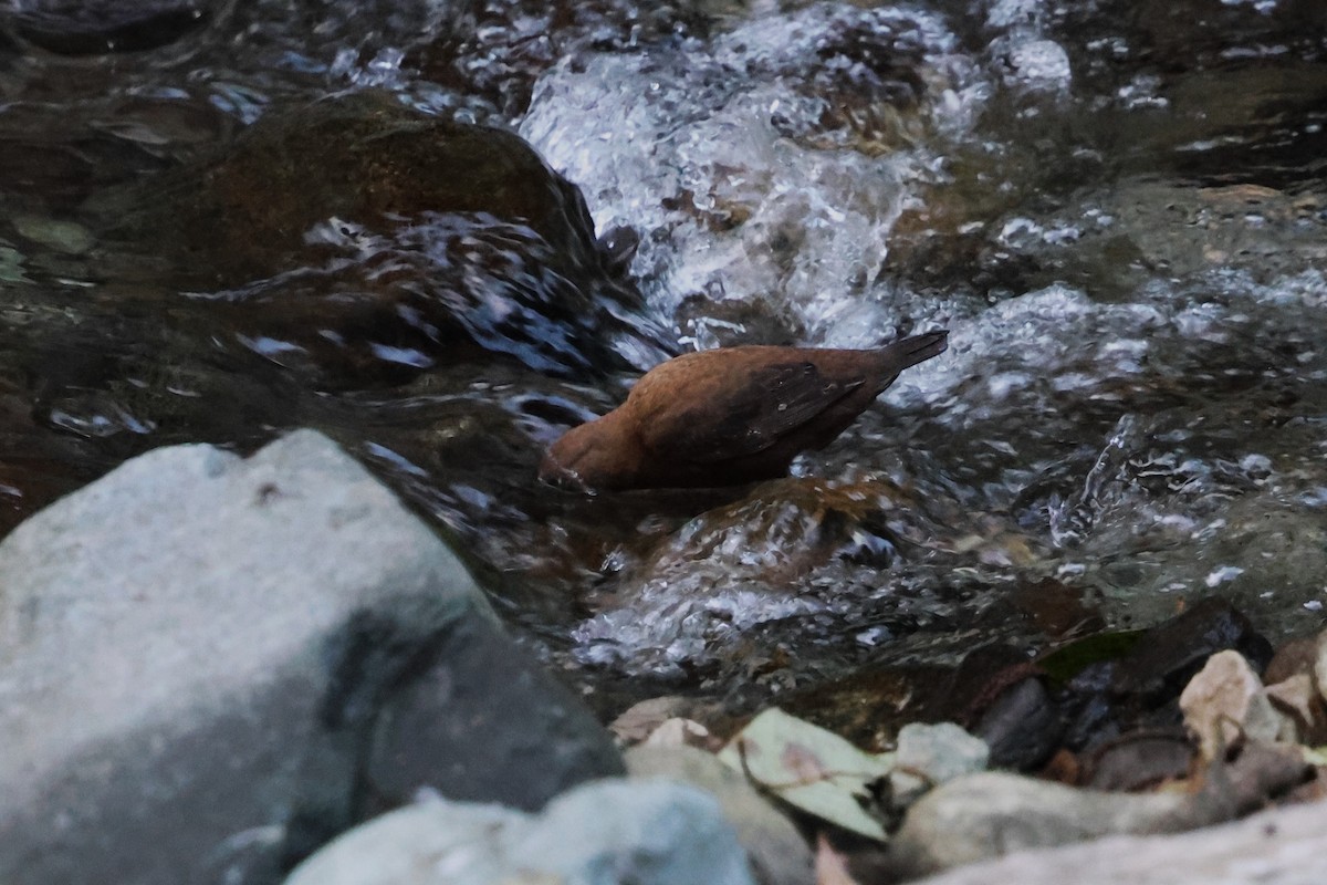 Brown Dipper - ML638270094