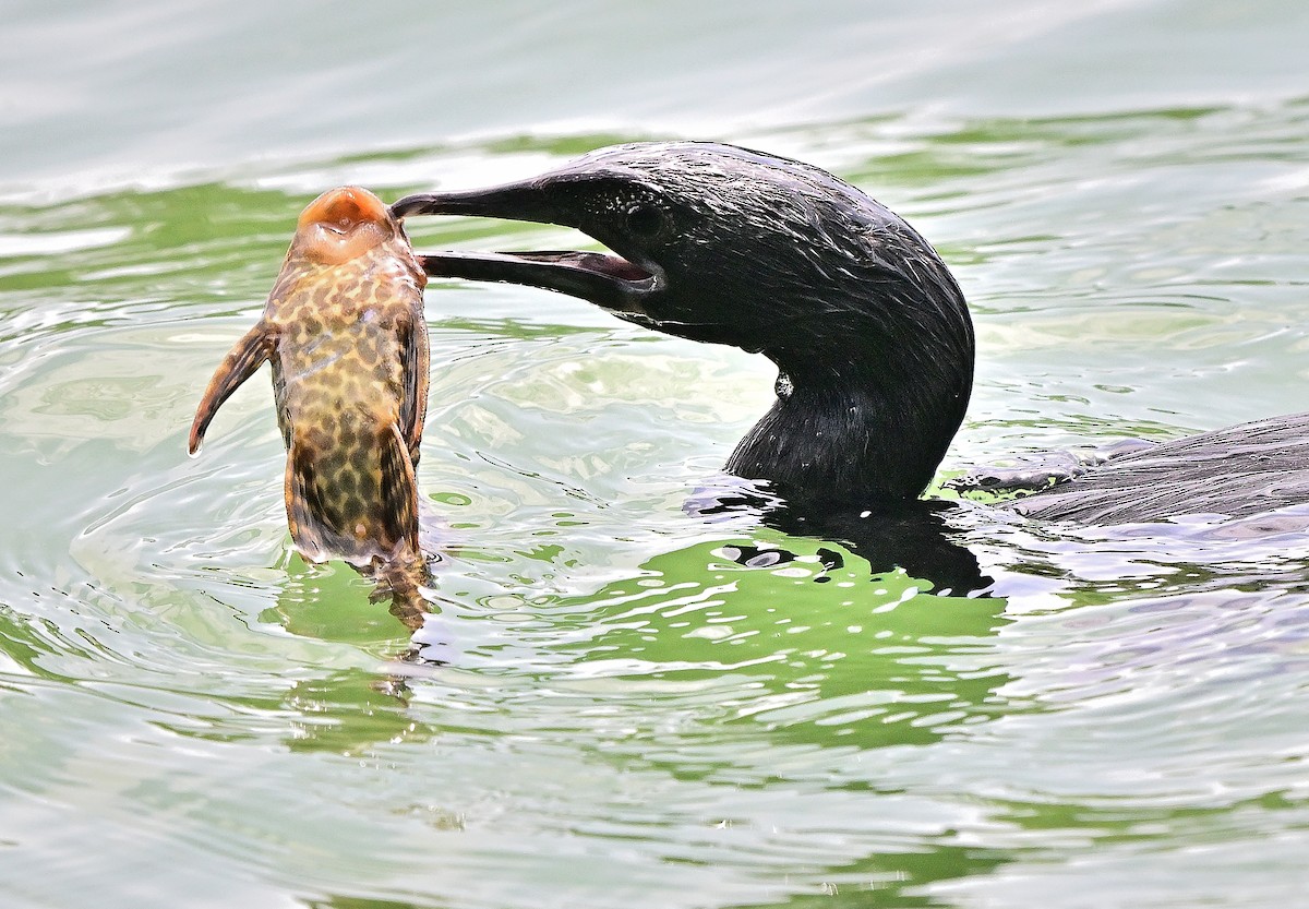 Indian Cormorant - ML638270113