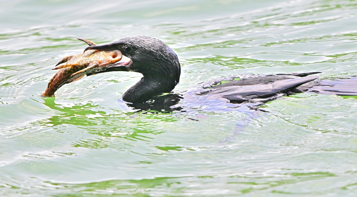 Indian Cormorant - ML638270115