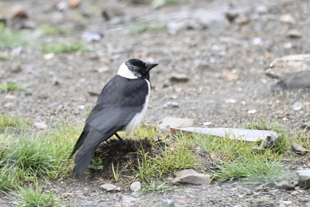 Daurian Jackdaw - ML638270116