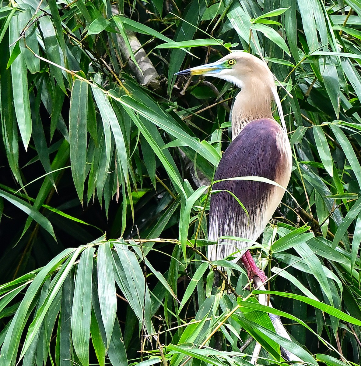 Indian Pond-Heron - ML638270117
