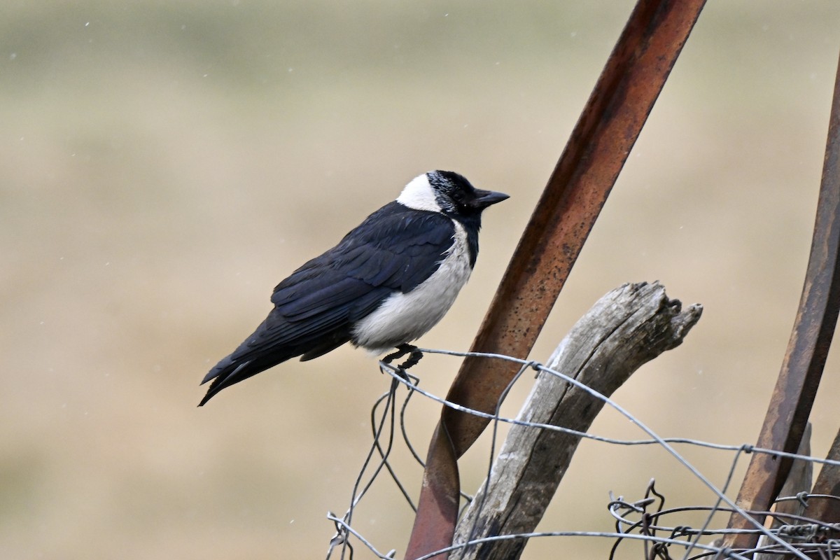 Daurian Jackdaw - ML638270136
