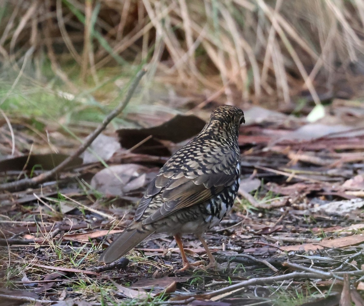 Bassian Thrush - ML638270139