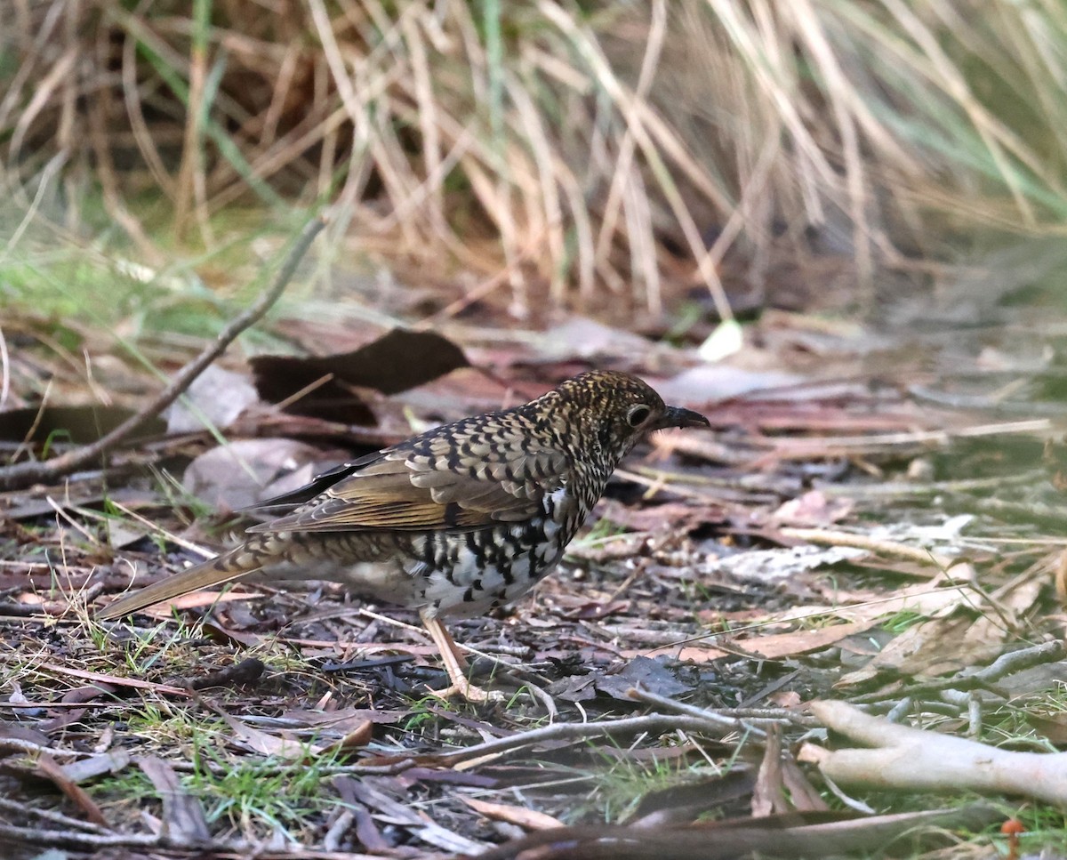 Bassian Thrush - ML638270140