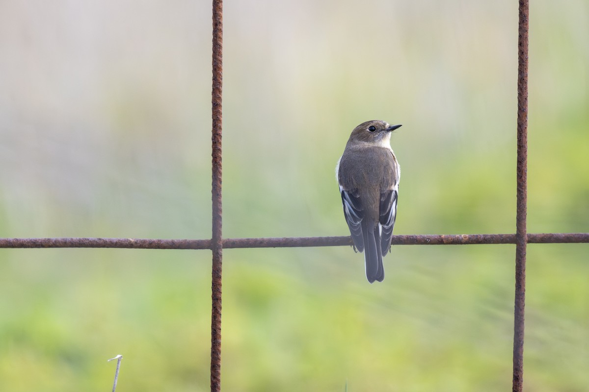 Flame Robin - ML638270143