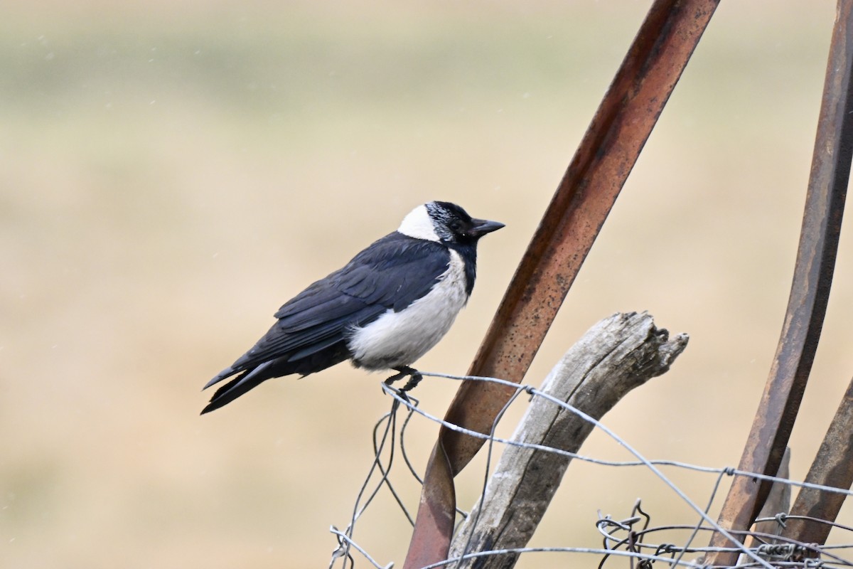 Daurian Jackdaw - ML638270145