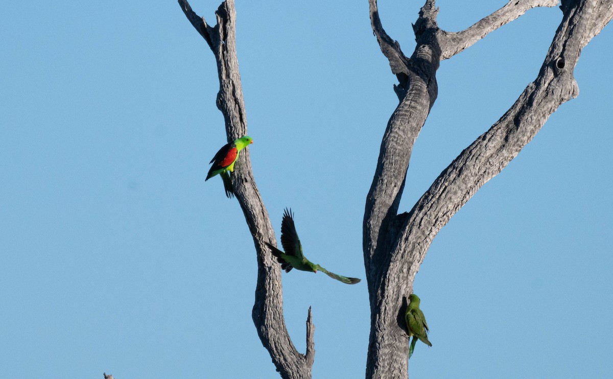 Red-winged Parrot - ML638270148