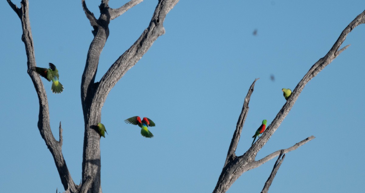 Red-winged Parrot - ML638270149