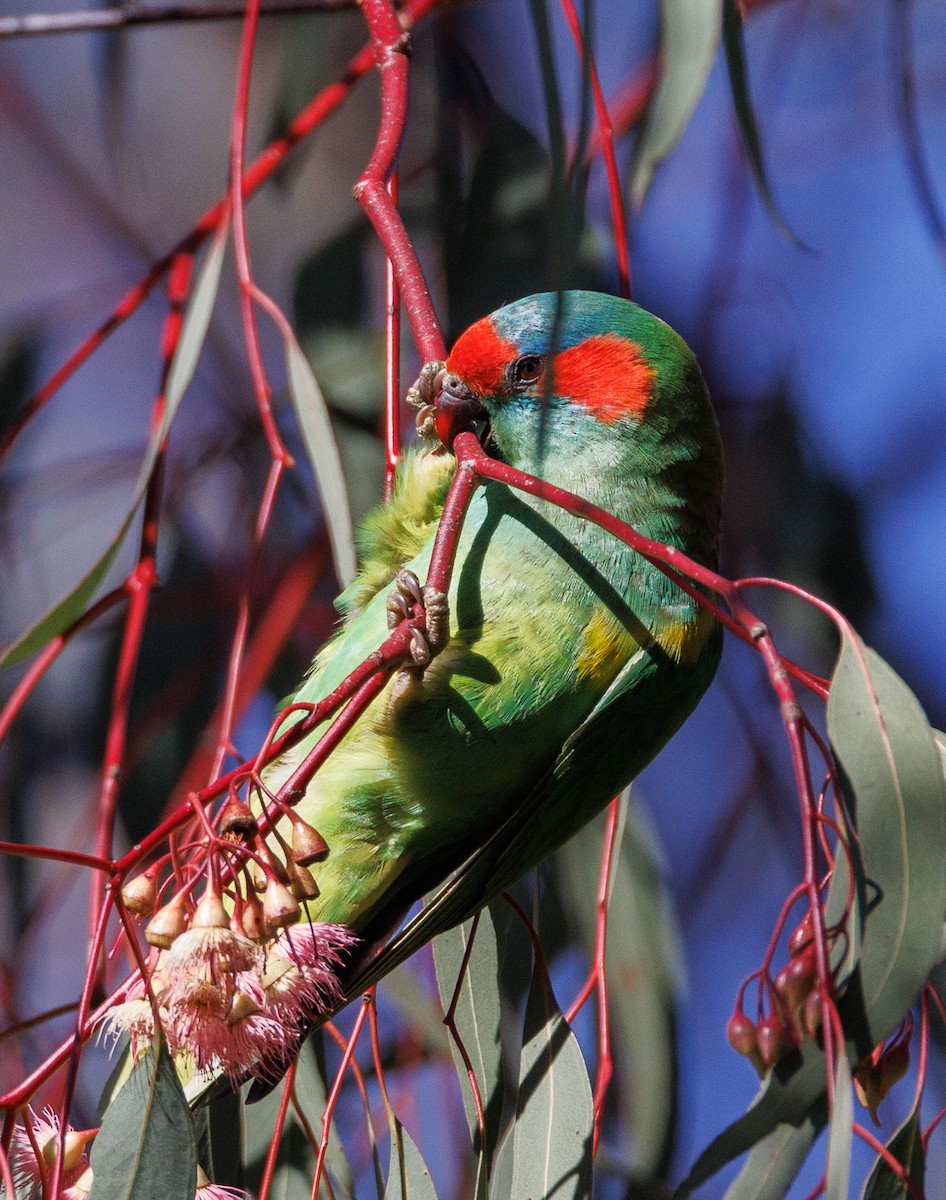 Musk Lorikeet - ML638270151
