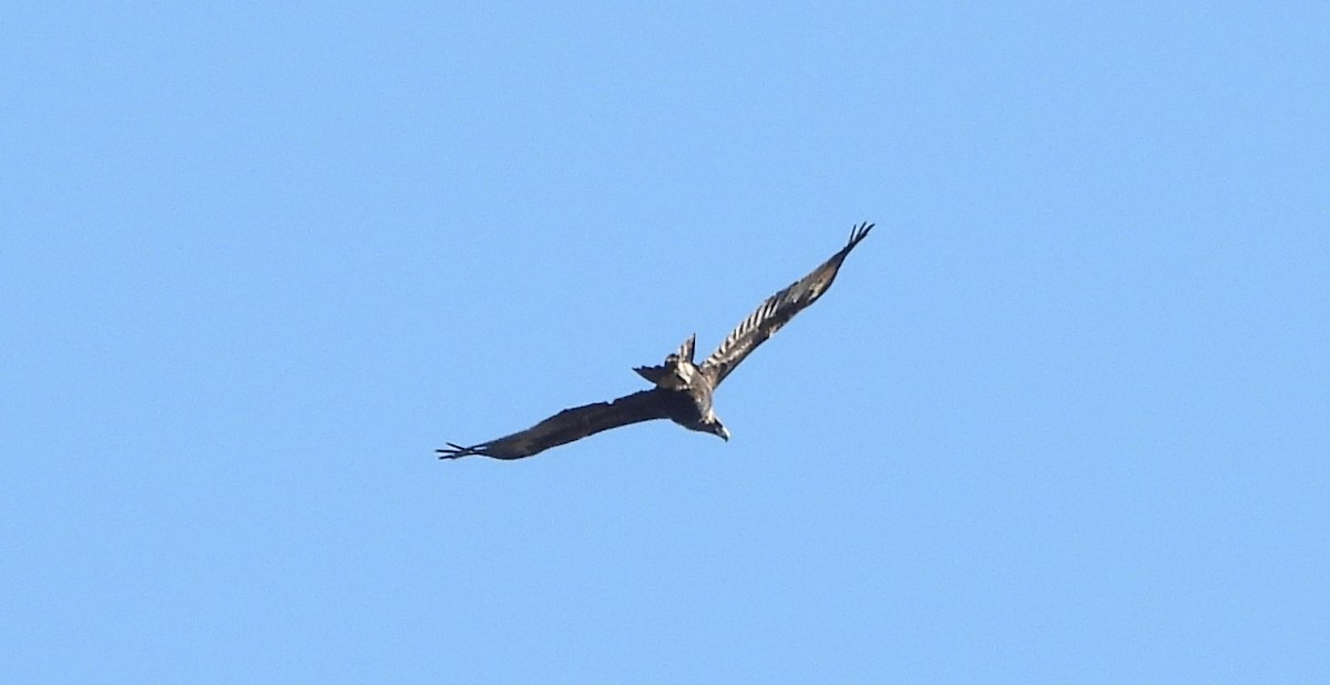 Wedge-tailed Eagle - ML638270166