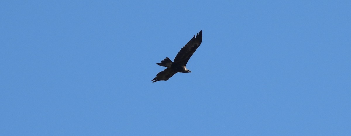 Wedge-tailed Eagle - ML638270167