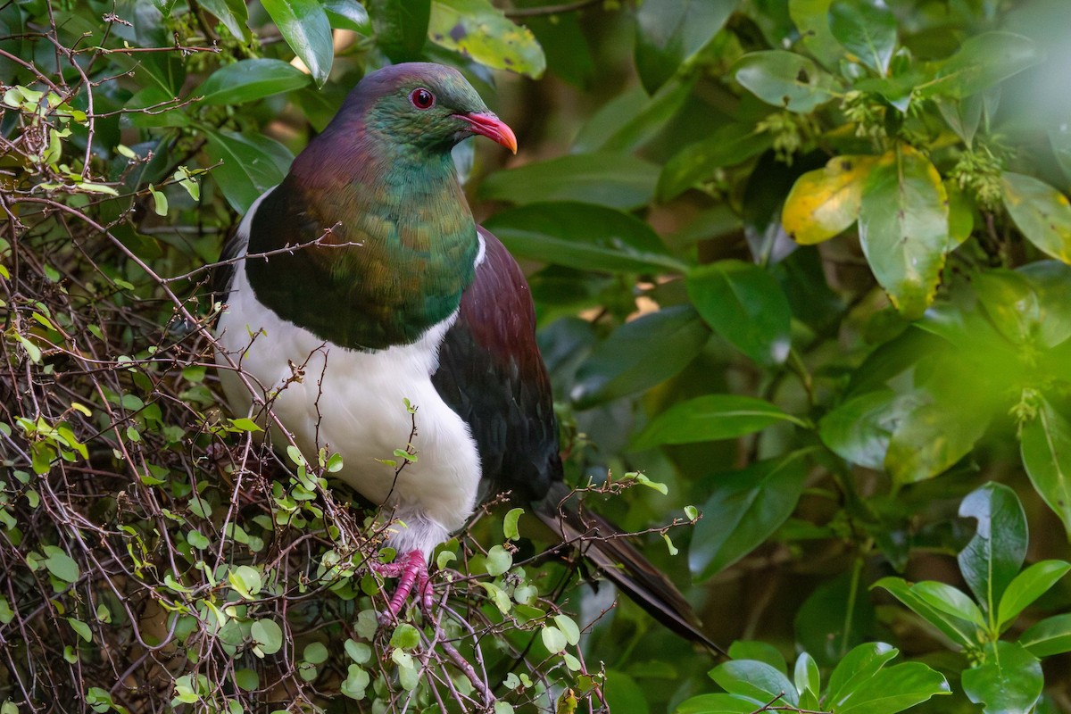 New Zealand Pigeon - ML638270179