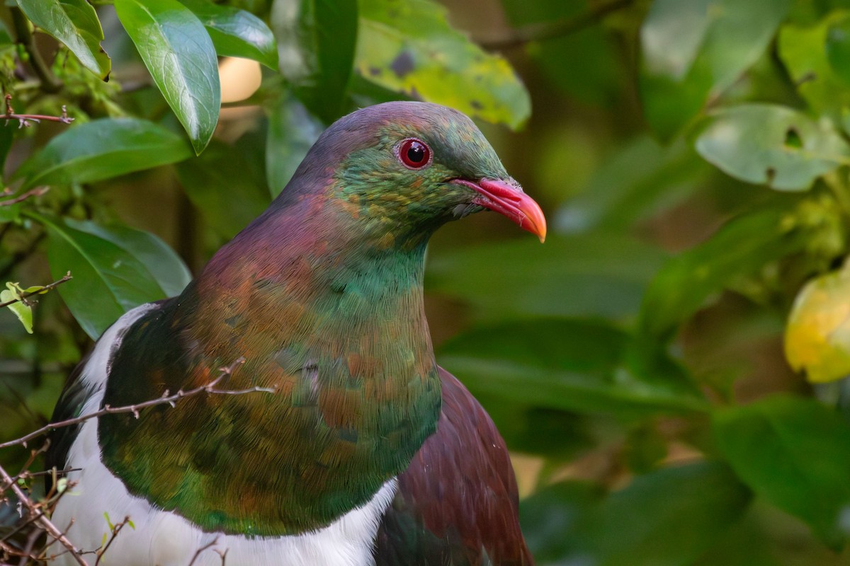 New Zealand Pigeon - ML638270180