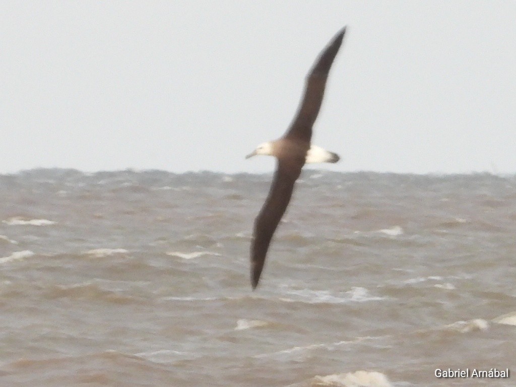 Black-browed Albatross - ML638270190