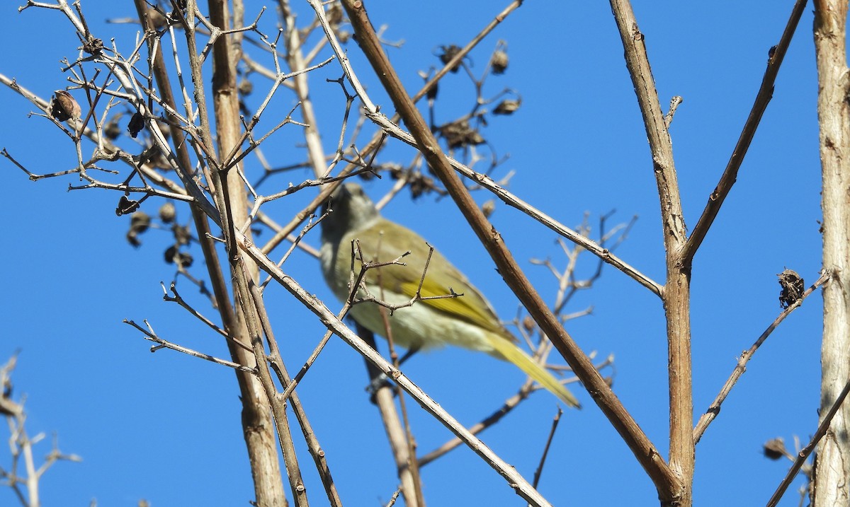 Brown Honeyeater - ML638270204