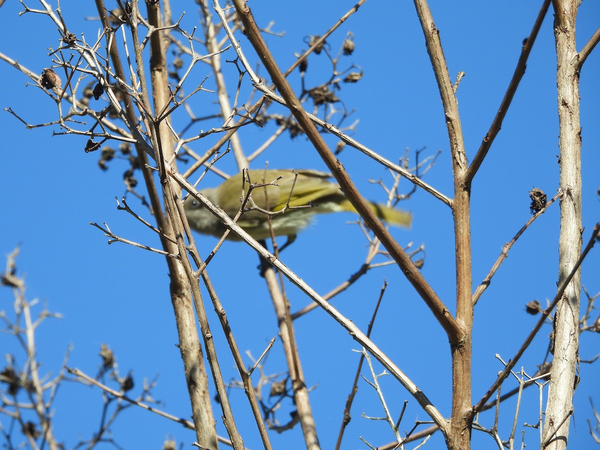 Brown Honeyeater - ML638270205