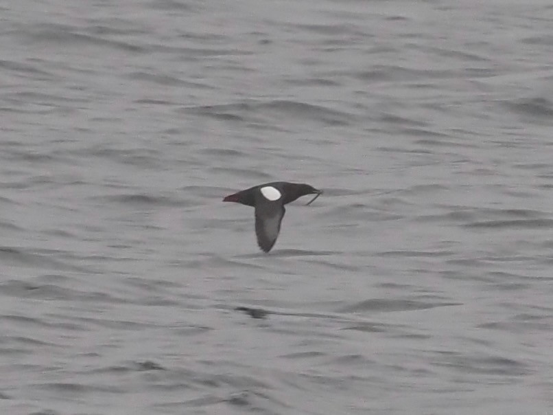 Black Guillemot - ML638270209