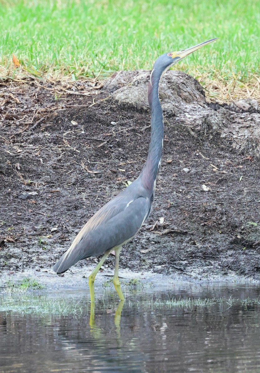 Tricolored Heron - ML638270216