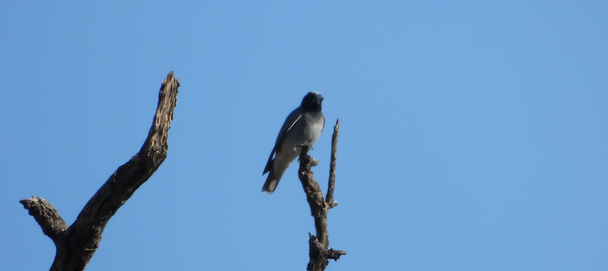 Black-faced Cuckooshrike - ML638270217