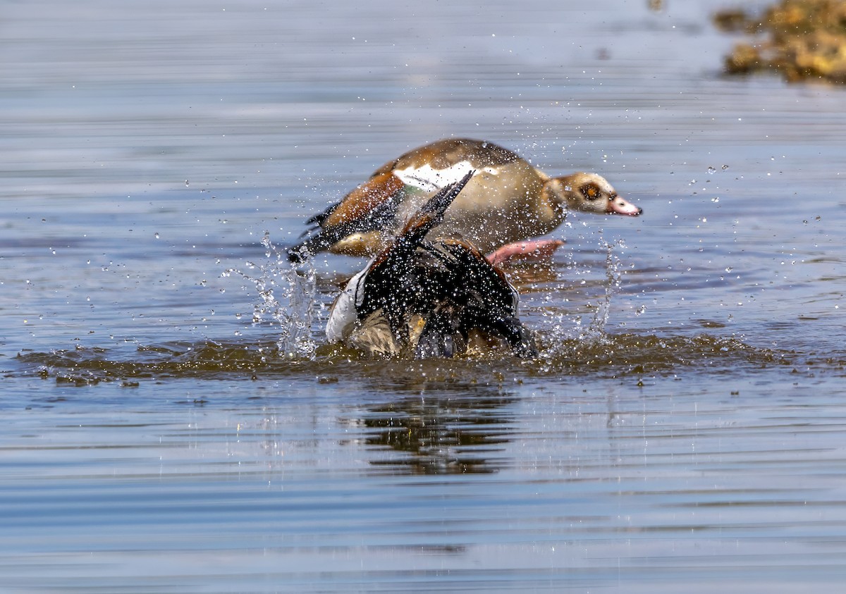 Egyptian Goose - ML638270218
